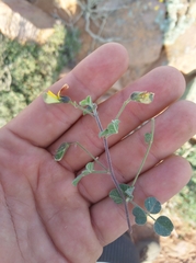 Rhynchosia schlechteri