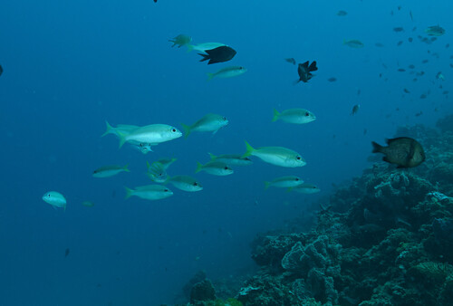 Peters' monocle bream (Scolopsis affinis) — Nemipteridae