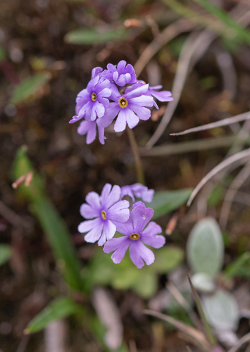 Primula glabra, photograph 6