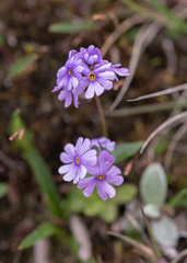 Primula glabra, photograph (c) Morten Ross, some rights reserved (CC BY)