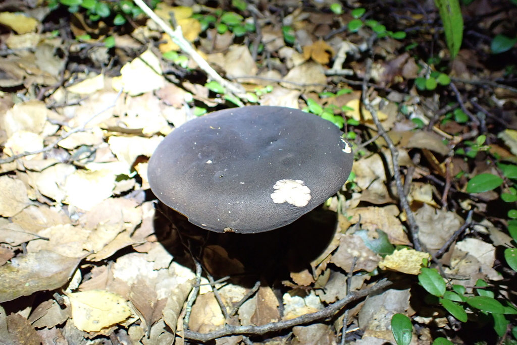 Tylopilus formosus · June 2025 · photo: © berardom (iNaturalist, cc-by)
