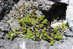 Sedum liebmannianum