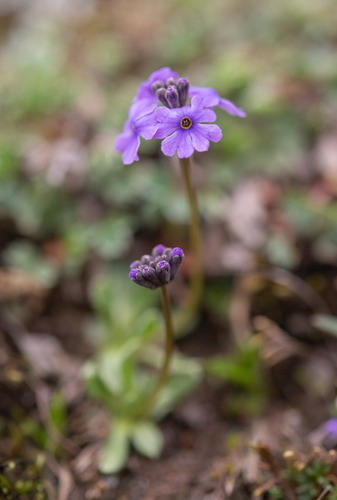 Primula glabra, photograph 3