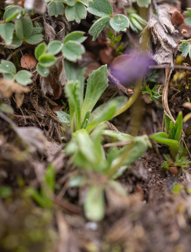Primula glabra, photograph 4