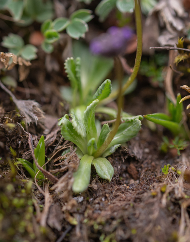 Primula glabra, photograph 5
