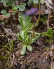 Primula glabra, photograph (c) Morten Ross, some rights reserved (CC BY)