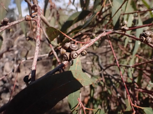 Eucalyptus aromaphloia, photograph 2