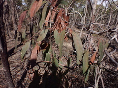 Eucalyptus aromaphloia, photograph (c) ttsquid, some rights reserved (CC BY)