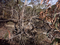 Creswick Apple-box (Eucalyptus aromaphloia)