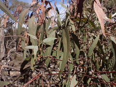 Eucalyptus aromaphloia, photograph (c) ttsquid, some rights reserved (CC BY)