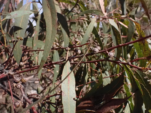 Eucalyptus aromaphloia, photograph 3