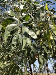 Acacia crassicarpa