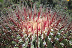 Ferocactus haematacanthus