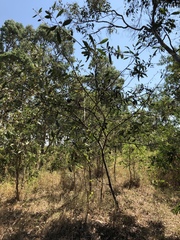 Acacia holosericea
