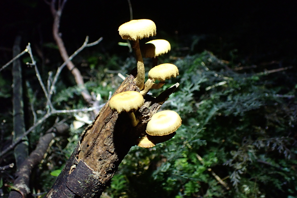 Galerina patagonica · June 2025 · photo: © berardom (iNaturalist, cc-by)