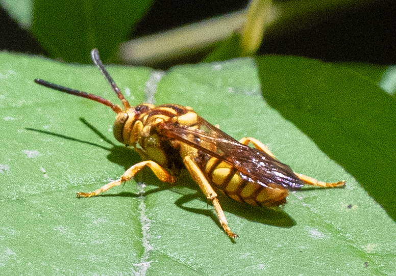 Nomada luteola