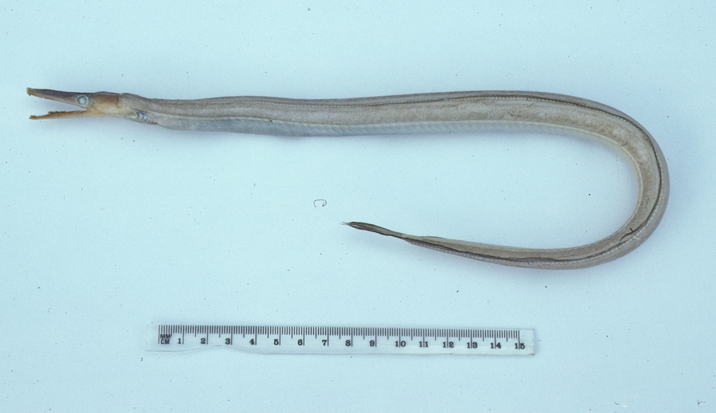 Duckbill Eel