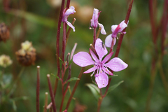 Chamaenerion colchicum