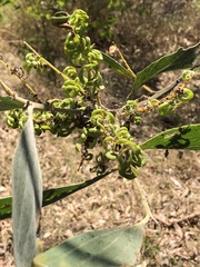 Acacia holosericea