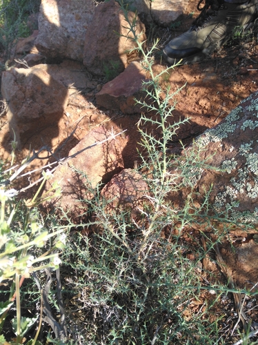 Image of Thorn Rootthug by (c) Brian du Preez, some rights reserved (CC BY-SA)