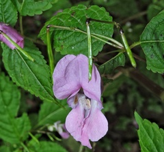 Impatiens sulcata