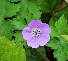 Geranium wallichianum