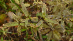 Coprosma colensoi