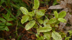Coprosma colensoi