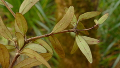 Coprosma colensoi