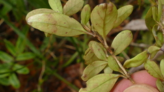 Coprosma colensoi