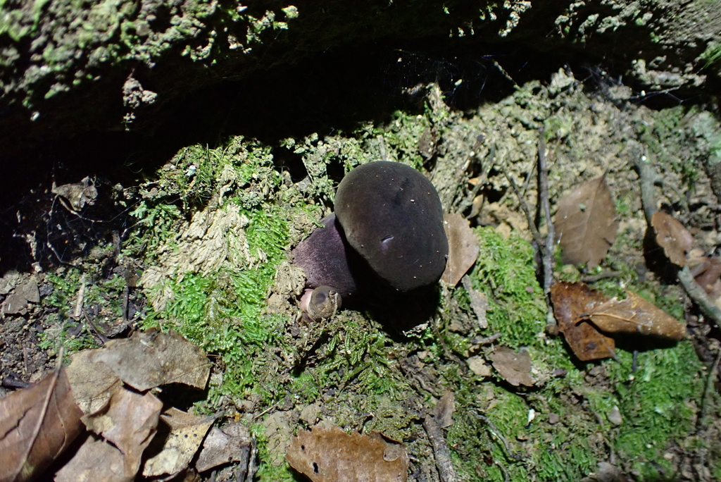 Tylopilus formosus · June 2025 · photo: © berardom (iNaturalist, cc-by)