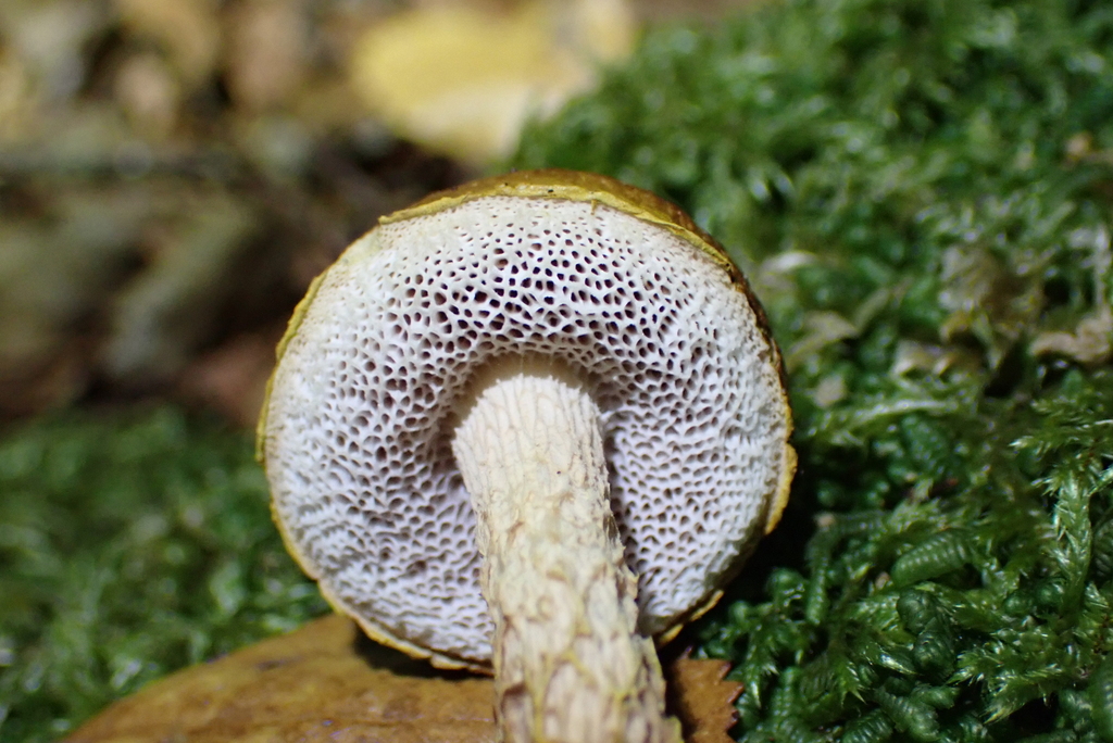 Austroboletus novae-zelandiae · June 2025 · photo: © berardom (iNaturalist, cc-by)