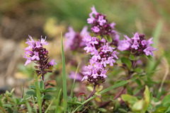 Thymus nummularius