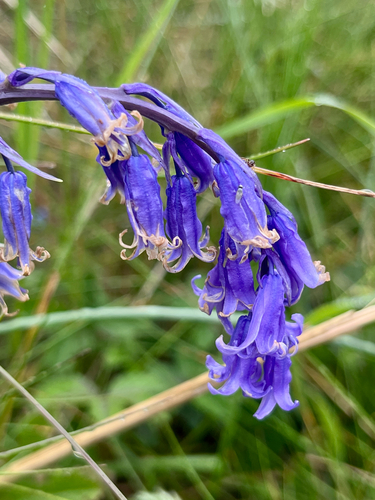 Hyacinthoides non-scripta