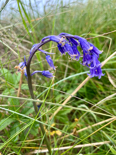 Hyacinthoides non-scripta