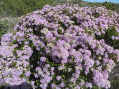 Agathosma thymifolia