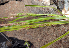 Carex ophiolithica