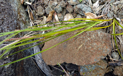 Carex ophiolithica