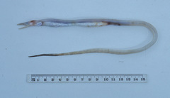 Saurenchelys finitima