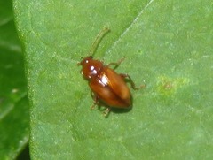 Neocrepidodera transversa