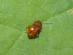 Neocrepidodera transversa