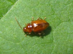 Neocrepidodera transversa