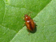 Neocrepidodera transversa