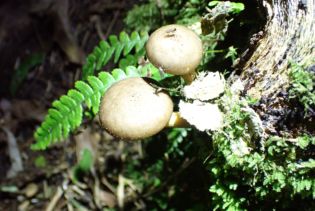 Armillaria novae-zelandiae · June 2025 · photo: © berardom (iNaturalist, cc-by)