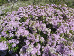 Agathosma thymifolia