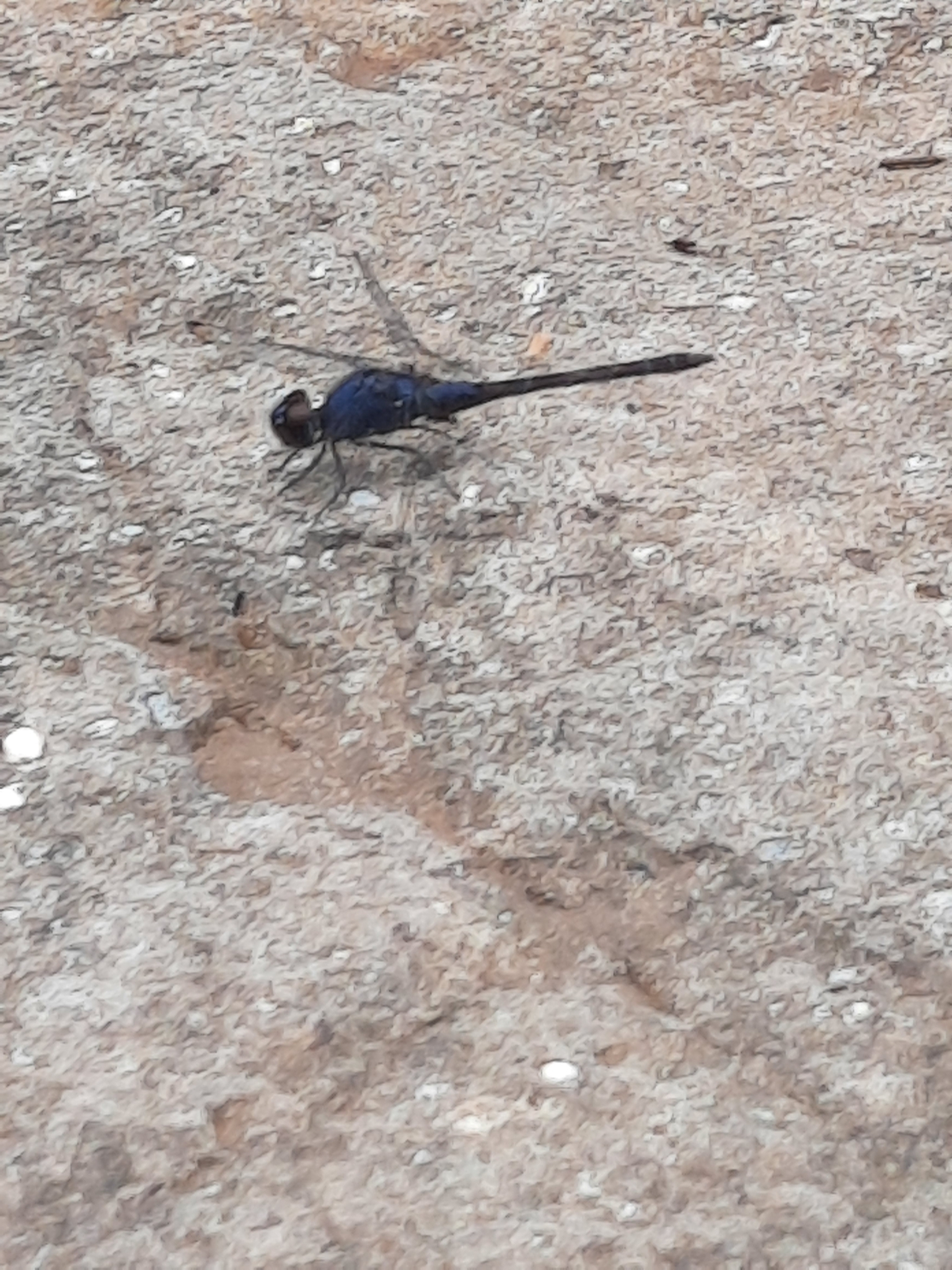 Black Stream Glider
