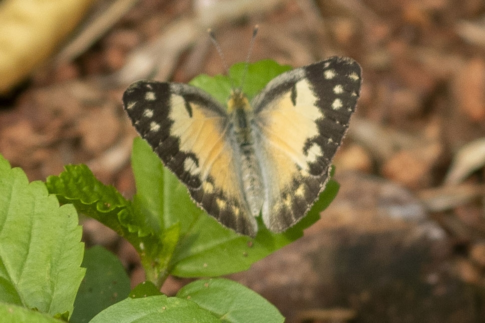 Small Salmon Arab