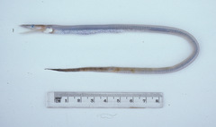 Saurenchelys finitima
