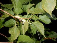 Diploderma polygonatum xanthostomum