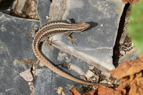 Caucasian lizard